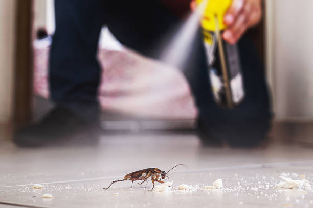 Flea Control Services in Nibley, UT
