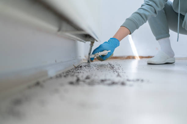 Best Flea Control Services  in Nibley, UT